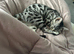 6 month old spayed bengal
