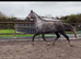 Exceptional TOTILLAH/dreamboy dressage filly available