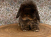 pure bred mini lops