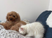 Beautiful mini /toy poodle mix puppies