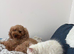 Gorgeous mini / toy poodle puppies