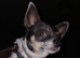 Chihuahua bitch - Looking for stud