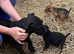 Lakeland / Patterdale Terrier Puppies