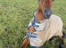 16hh Trakehner x Arab 16yr Gelding for loan only