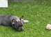 5 beautiful chunky puppies for sale excellent pedigree