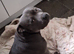 URGENT: wanted : Staffordshire bull terrier stud dog
