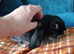 Last baby mini lop girl