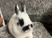 Netherland dwarf babies
