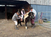 Dartmouth Pony