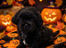 2 handsome boy shihtzus