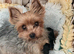 *** Beautiful Quality Boy Ready Now ***
