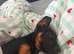 6 month old German pinscher