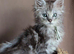 5 beautiful mainecoon kittens available