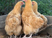 Buff Orpington pullets