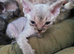 Devon Red Pedigree TICA Registered