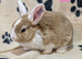 Bunnies to reserve ready for new homes between 15th to the 29th November