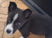 10 week old Border Collies
