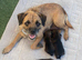 Border-terrier pups reddy to go