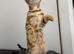 Stunning Bengal Kittens Available.
