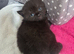 Beautiful Chocolate British Shorthair Kittens | GCCF Registered