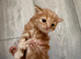 Beautiful red kittens looking for a home