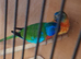 Splendid Parakeets