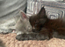 7 Beautiful GCCF registered Maine Coon kittens.