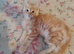 Maine Coon kittens