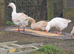 Geese for sale