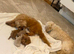 Shih tzu puppies