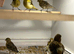 BEAUTIFUL FIFE CANARIES VARIEGATED COLOURS AVAILABLE