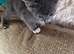 3 x female kittens