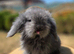 Teddywidder bunnies ready to go now