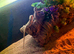 2 baby bearded dragons and full set up