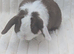 Choc split mini lop buck