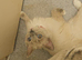 Male ragdoll looking fir a home