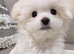 Female Shih Tzu Puppy – 10 Weeks Old