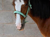 Stunning Traditional Cob Gelding