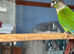 Conures for sale