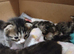 Bengal mix kittens