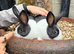 2 stunning dutch rabbits