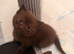 British short hair kittens