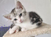 4 x ragdoll x kittens for sale