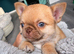 Two chihuahua little boys smoothcoat