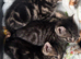 2 Bengal Girl Kittens