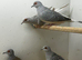 11 diamond doves