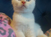 Blue eyes boy in Bradford