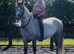 Welsh Pony for sale