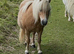Imphs registered mare