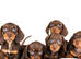Kc reg miniature dachshunds